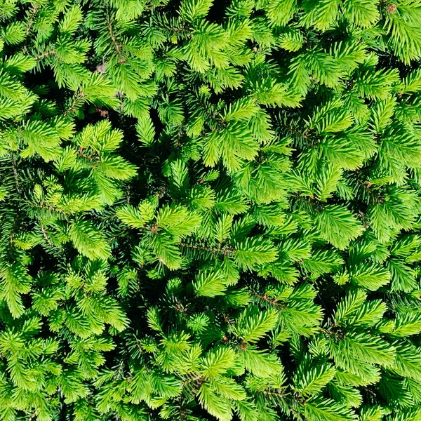 Background from fluffy sprigs of spruce. — Stock Photo, Image