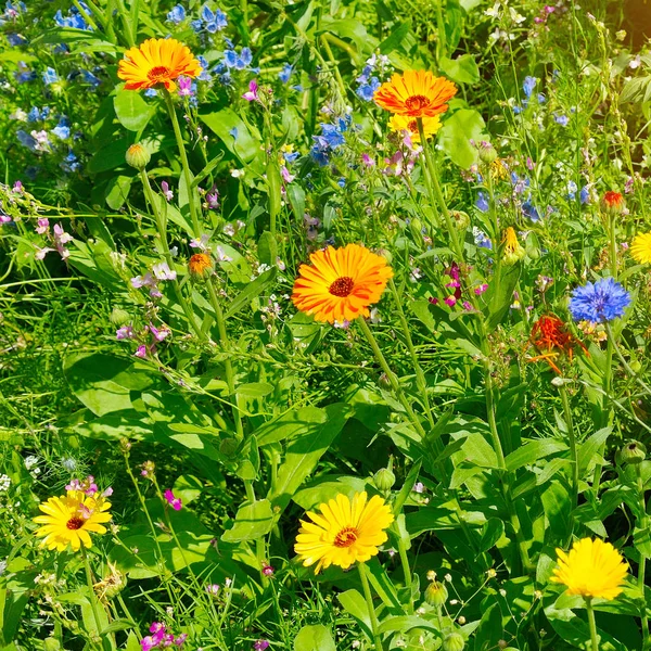 Красивий квітковий фон з чорнобривців та інших диких квітів . — стокове фото