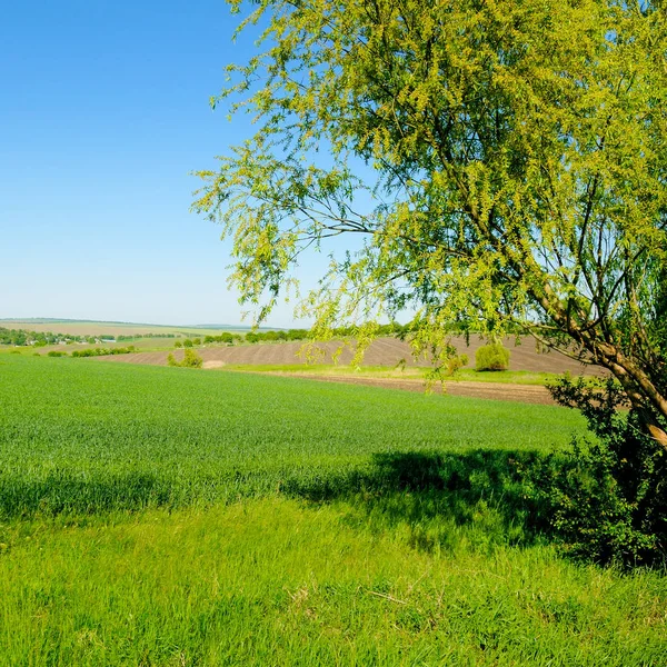 Zöld mező, kék ég és fűzfa az előtérben. — Stock Fotó