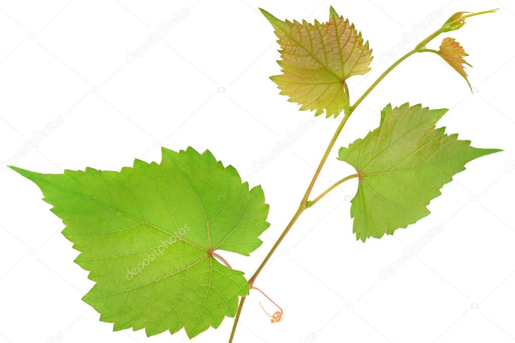 Vine and leaves isolated on white.