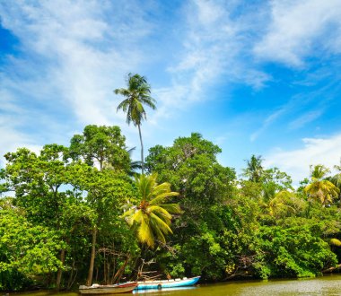 Tropik bir manzara. Göl, hindistan cevizi palmiyeleri ve mangrovlar. Sri Lanka