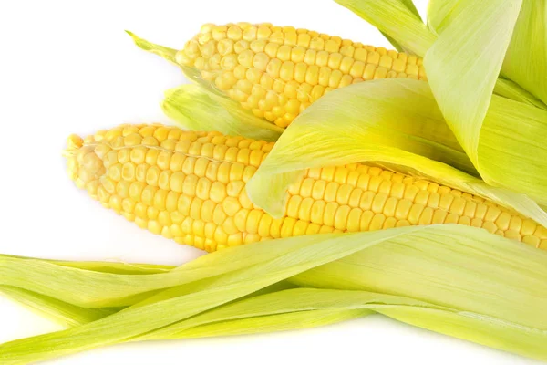 Sweet corn ears isolated on white background .