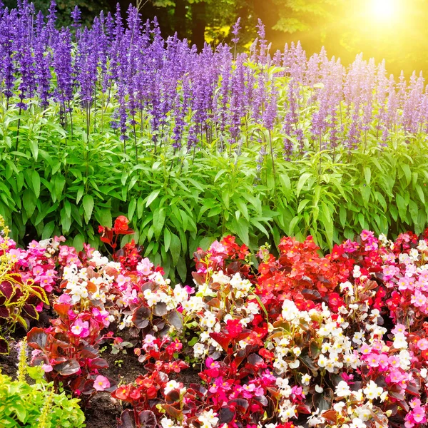 Hermoso fondo de flores de jardín y sol . — Foto de Stock