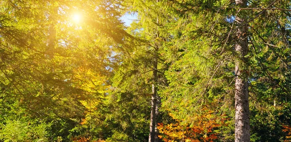 Forest with coniferous trees on a bright sunny day. Wide photo. — Stock Photo, Image