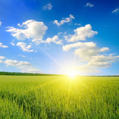 Green field, sunrise and blue sky.