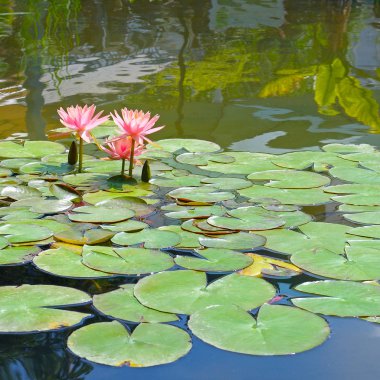 Pembe Lotus, gölde yansıması olan su bitkisi..