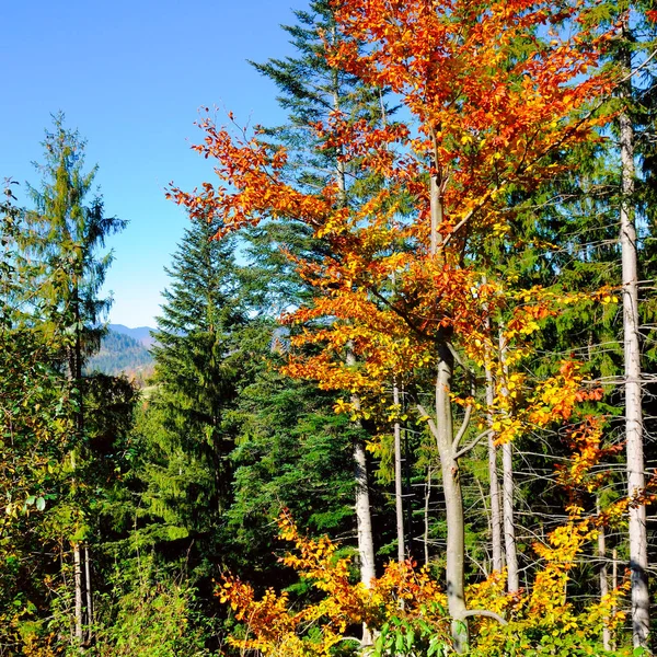Το ορεινό φθινοπωρινό τοπίο με πολύχρωμο δάσος. — Φωτογραφία Αρχείου