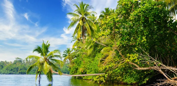 Pintoresco paisaje tropical. Una foto amplia. Lago, palmeras de coco —  Fotos de Stock