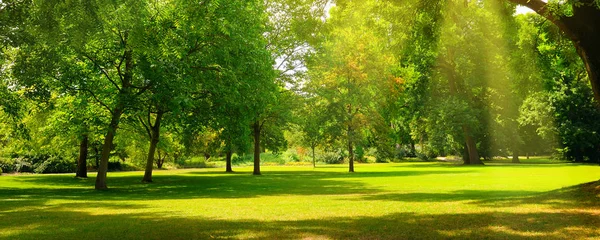 A summer park with extensive lawns. Wide photo. — 스톡 사진