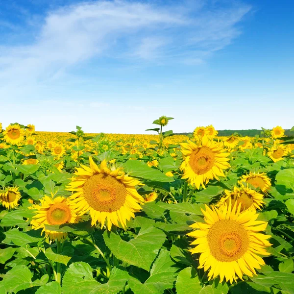 Kwiat słonecznika przeciw błękitne niebo i kwitnących pola. — Zdjęcie stockowe