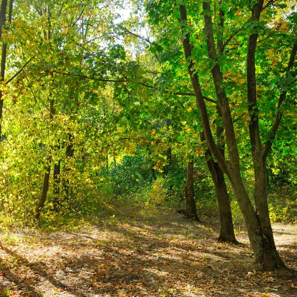 Herbstwald an einem sonnigen Tag. Natur und Natur. — Stockfoto