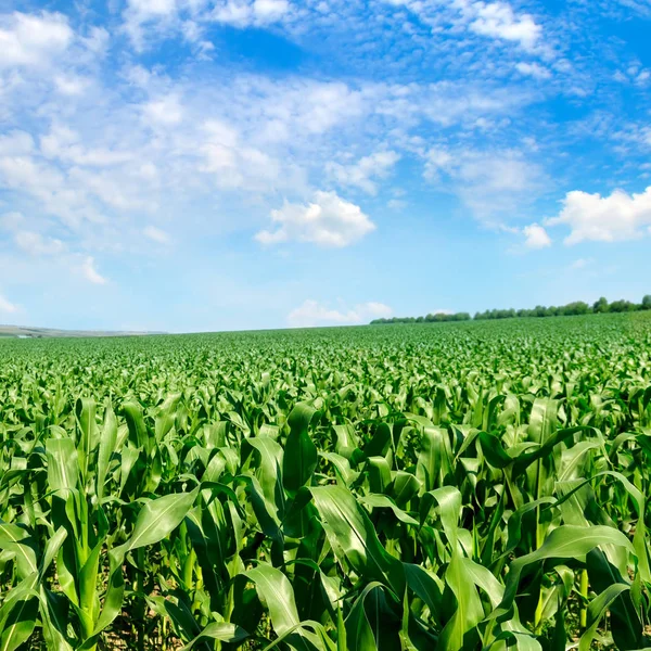 Зелене кукурудзяне поле і небо. Аграрний ландшафт . — стокове фото