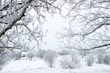 Ağaç dalları ve çalıların üzerinde kar ve kar..