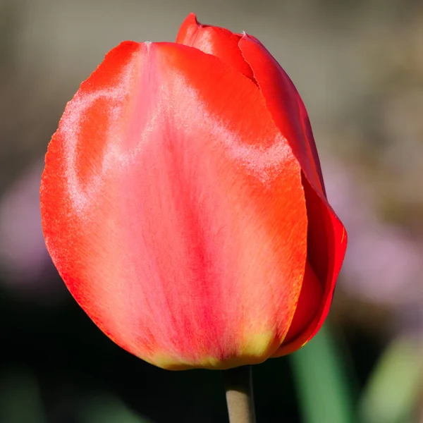 Flores de tulipán florecen en el fondo de primavera . — Foto de Stock