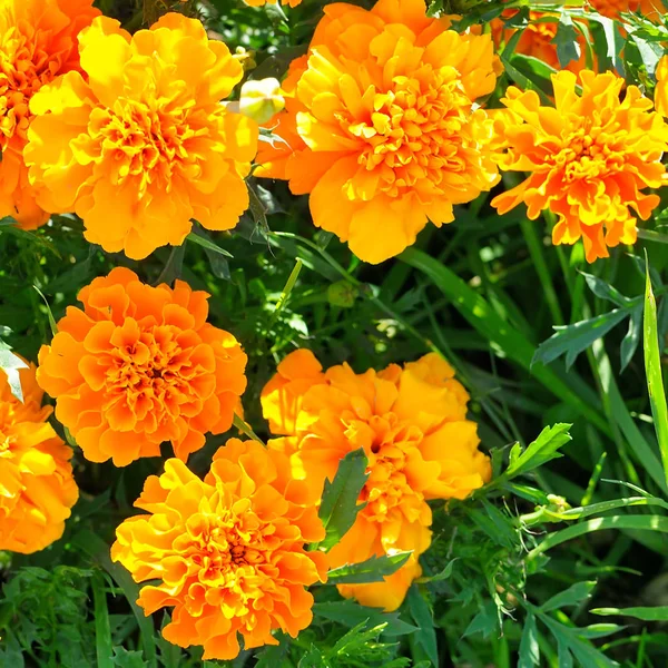 Gele chrysanten in de zomertuin. — Stockfoto