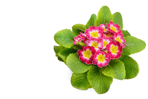 Primrose isolated on white background. Free space for text. — Stock Photo, Image