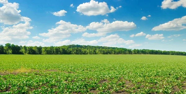 Malerisches grünes Rübenfeld und blauer Himmel mit leichten Wolken. wid — Stockfoto