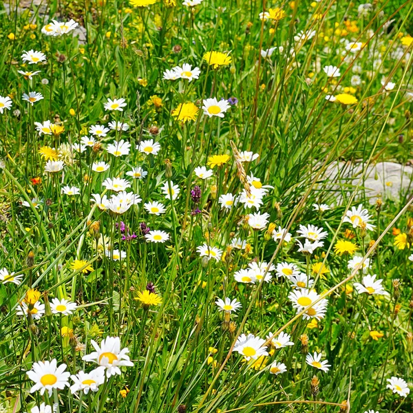 Prachtige natuur met bloeiende medische kamille. Grasland — Stockfoto