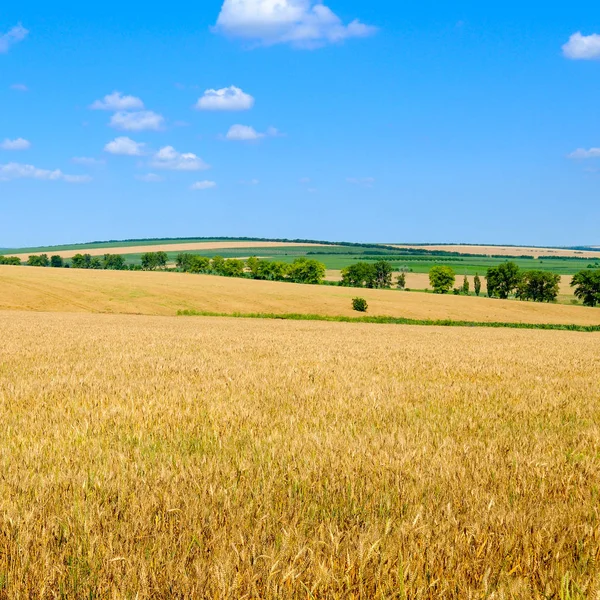 Pole pszenicy złotej i błękitne niebo — Zdjęcie stockowe