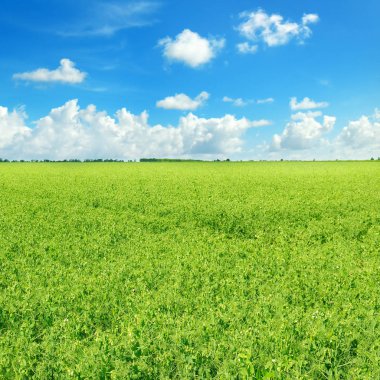 Yeşil tarla ve açık bulutlu mavi gökyüzü.