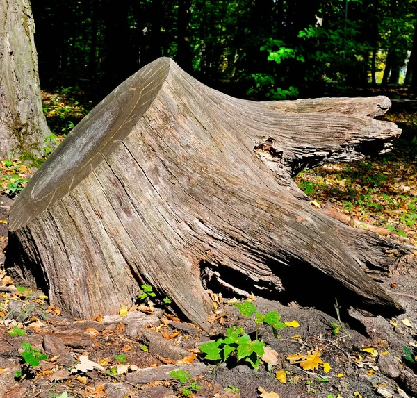 Tronco de árvore no parque de verão . — Fotografia de Stock