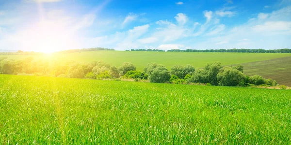 Groen veld, zonsopgang en blauwe lucht. Brede foto. — Stockfoto