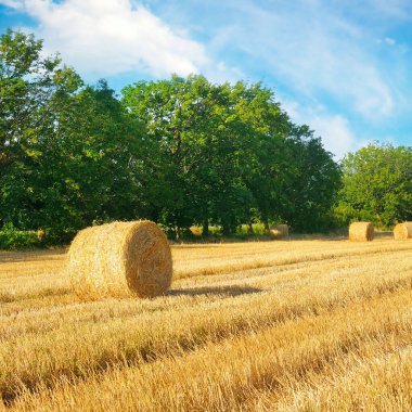 Bir buğday alanı ve mavi gökyüzü saman balya.