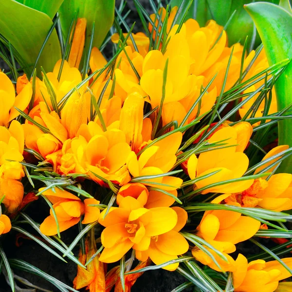 Yellow crocus flowers on a flower bed. — Stock Photo, Image