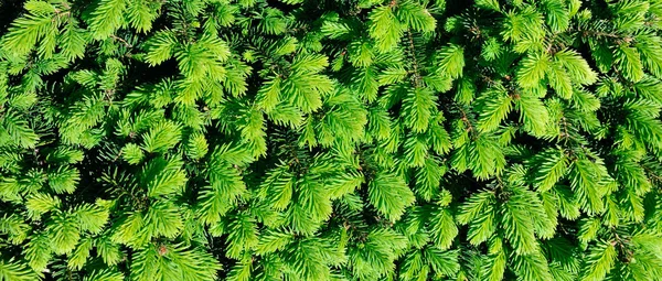 Background from fluffy sprigs of spruce. Wide photo. — Stock Photo, Image