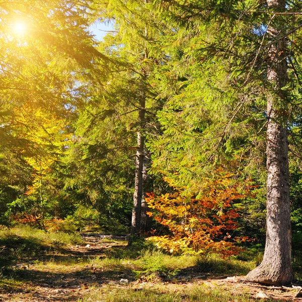 Autumn landscape. Forest with coniferous trees on a bright sunny — Stock Photo, Image