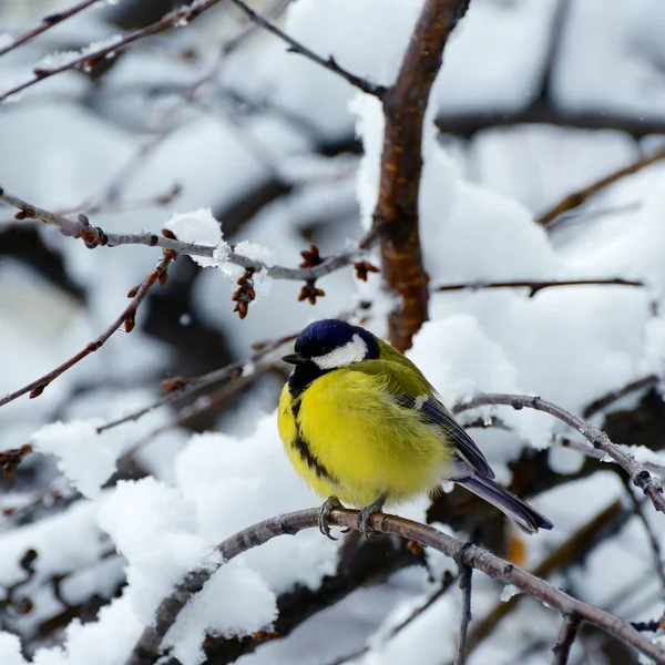 Titmouse sits on a tree branch in winter. — Stock Photo, Image