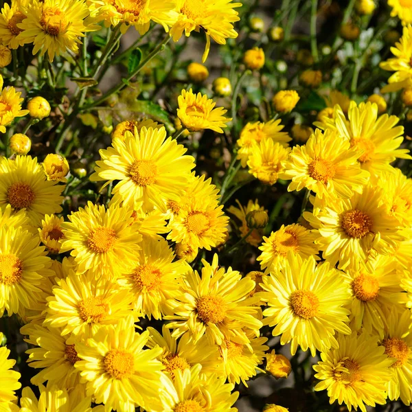 Background of blooming chrysanthemums in the flowerbed. — Stock Photo, Image