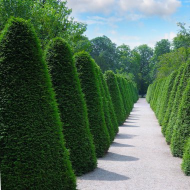 Şehir parkında Cypress Alley. peyzaj tasarımı