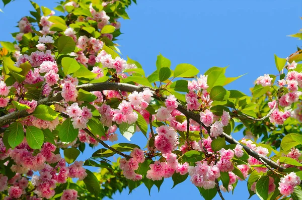Красиво цветущие ветви деревьев. Черри - сакура и небо . — стоковое фото