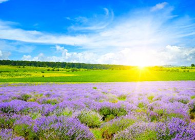 Çiçekli lavanta çiçekleri ve parlak gündoğumuyla güzel bir tarla..