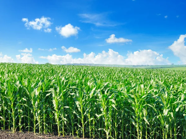 Zöld Kukorica Mező Ragyogó Kék Eget Agrártáj — Stock Fotó