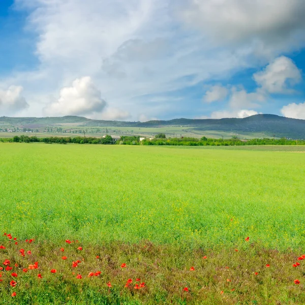 Grünes Rapsfeld Mit Rotem Mohn Und Blauem Himmel Agrarlandschaft — Stockfoto