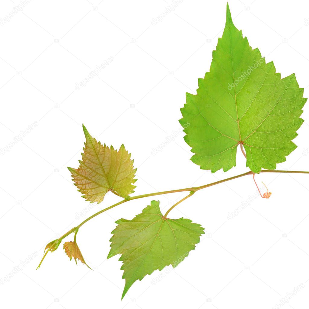 Vine and leaves isolated on white background.