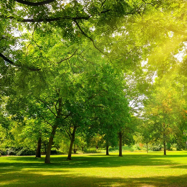 広大な芝生を持つ居心地の良い夏の公園 — ストック写真