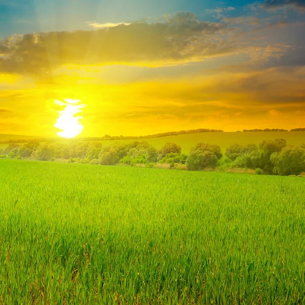 Grüne Wiese Sonnenaufgang Und Blauer Himmel Agrarlandschaft — Stockfoto