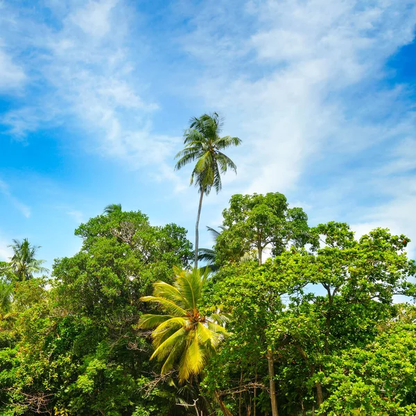 Тропічні Пальми Фоні Заходу Сонця Концепція Подорожей — стокове фото