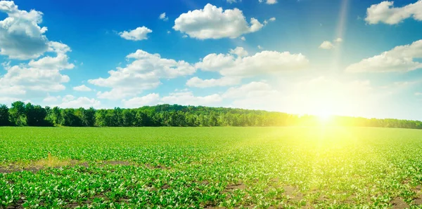 Grüne Wiese Sonnenaufgang Und Blauer Himmel Agrarlandschaft Großes Foto — Stockfoto