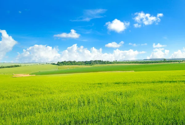 Campo Verde Pintoresco Cielo Azul Paisaje Agrícola —  Fotos de Stock