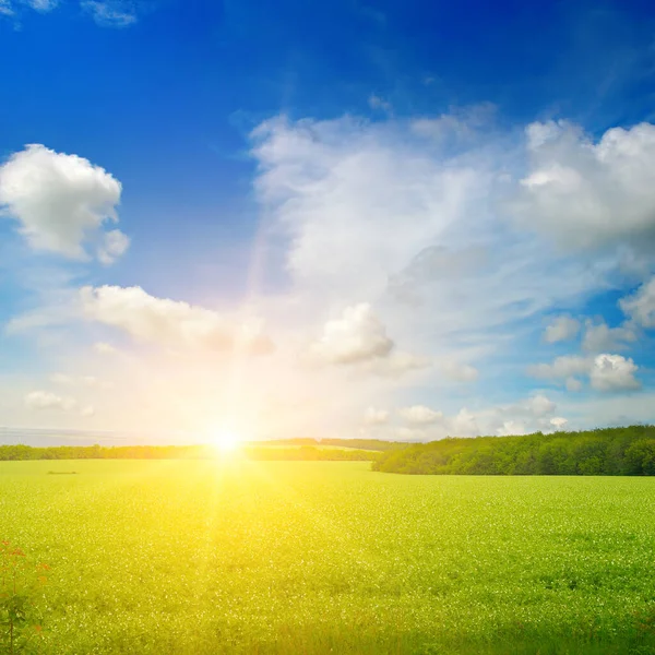緑のフィールドと光の雲と青空 地平線の上に明るい日の出 — ストック写真