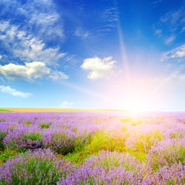 Gün batımında güzel lavanta tarlası. Tarım arazisi.