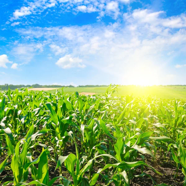 Campo Maíz Verde Amanecer Brillante Contra Cielo Azul Paisaje Agrícola —  Fotos de Stock