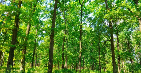 Sarı ve kırmızı yapraklı sonbahar ormanı. Geniş resim.