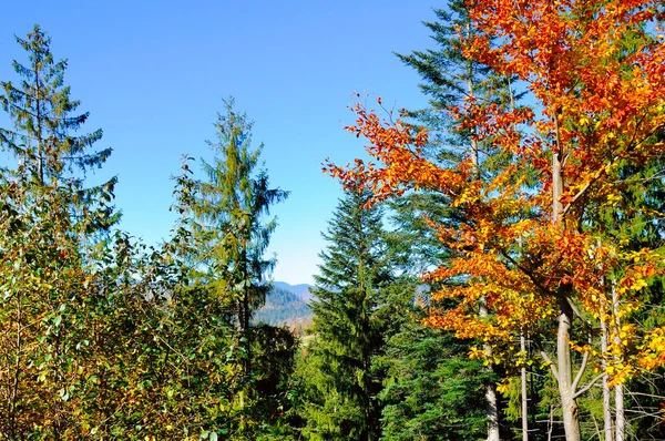 Het Bergherfstlandschap Met Kleurrijk Bos Het Concept Reizen — Stockfoto