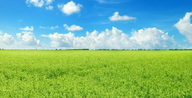 Yeşil alan ve açık bulutlu mavi gökyüzü. Tarım arazisi. Geniş resim .