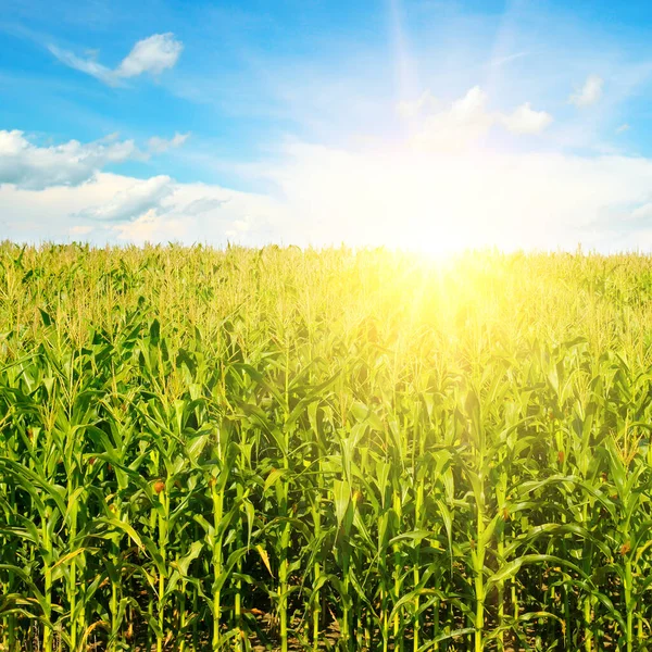 Campo Maíz Verde Amanecer Brillante Contra Cielo Azul Paisaje Agrícola —  Fotos de Stock